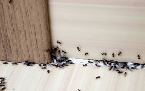 Ants crawling on the floor and walls.