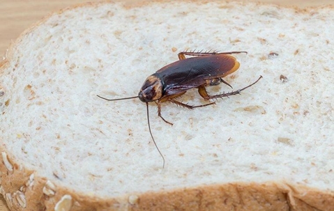cockroach on a piece of bread
