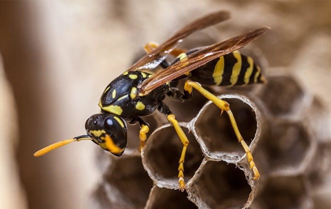 wasp crawling on nest