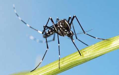 Asian Tiger Mosquito on a stem.