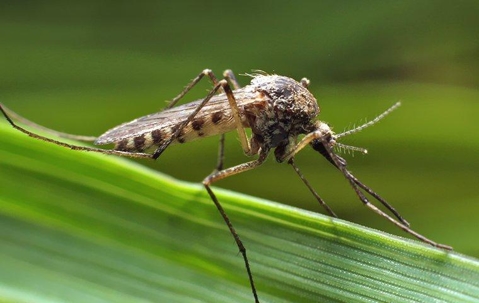 mosquito on a plant