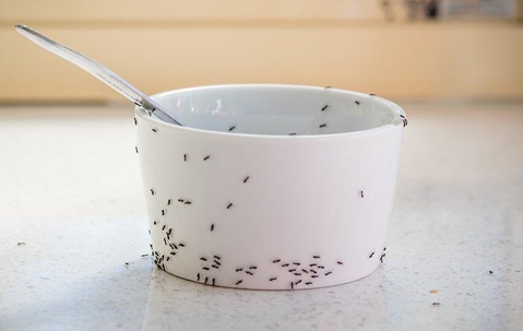 ants covering a bowl with food in it