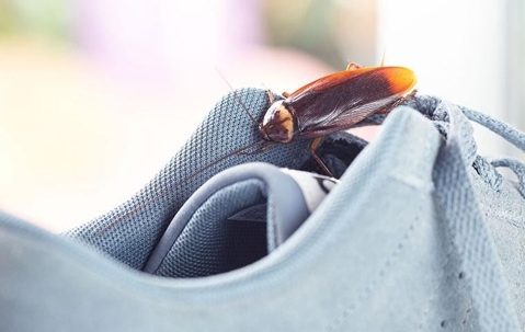 American Cockroach