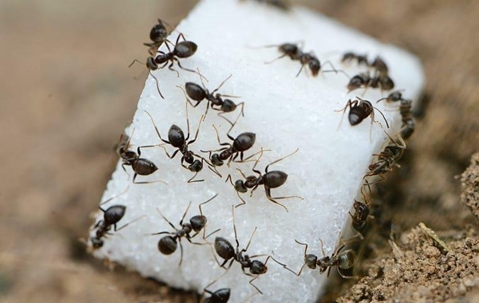 ants crawling on sugar cube