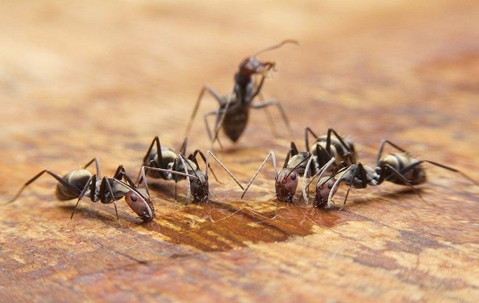 Ants drinking water