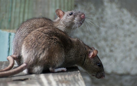 Brown Norway Rats on a wooden table.