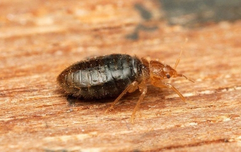 bed bug up-close