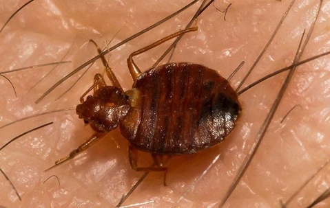 Up close image of a bed bug biting human skin