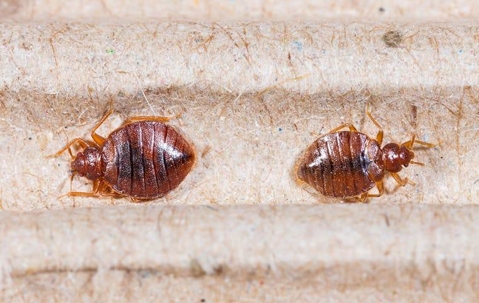 bed bug on mattress