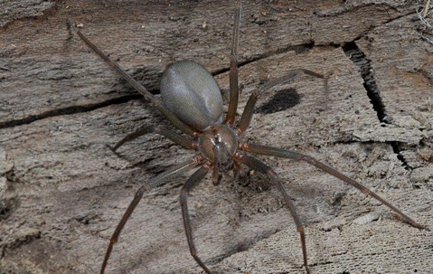 Brown recluse spider getting into a house