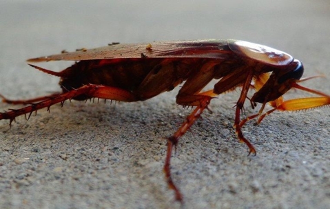 cockroach up-close