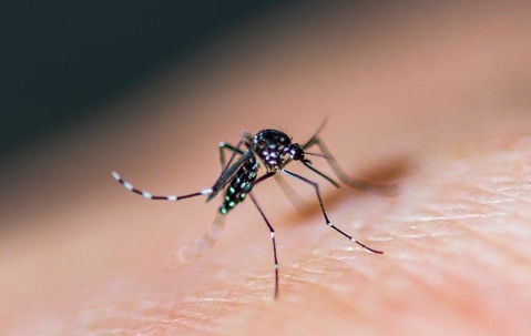 Mosquito on someone's arm.