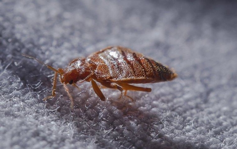 Bed Bug crawling on a mattress.