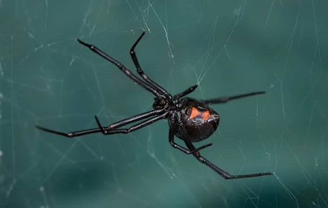 Black Widow Spider in its web.