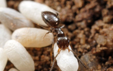 Rover Ant on the ground placing their eggs.