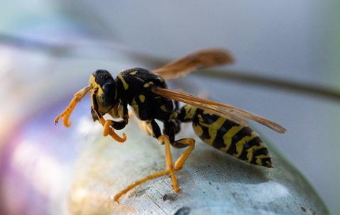 Yellow Jacket Wasp crawling on a railing.