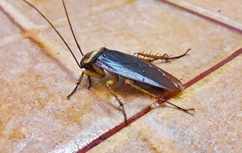 cockroach inside home