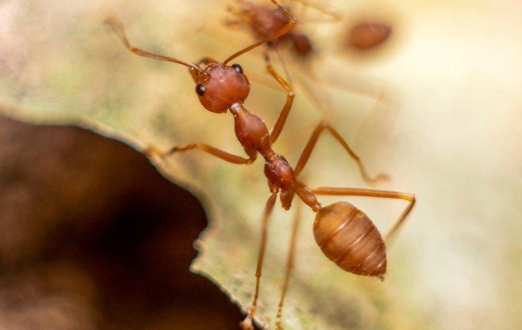 fire ant in a tree