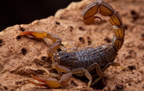 a scorpion on a rock