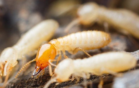 Termite crawling in a home.