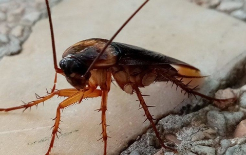 Cockroach crawling on the floor.