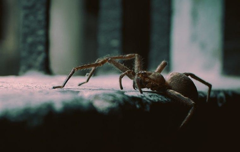 Spider crawling on a basement window.
