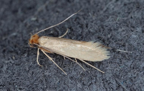 Cloth Moth on wool.