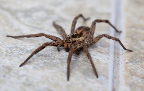 Wolf Spider crawling on a kitchen floor.
