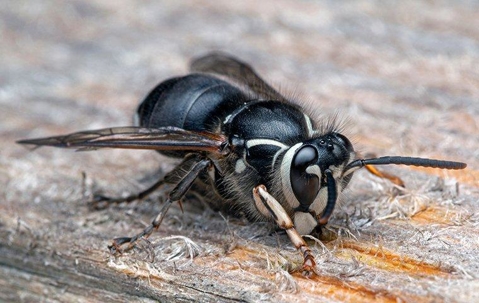 Bald Faced Hornet crawling on wood.