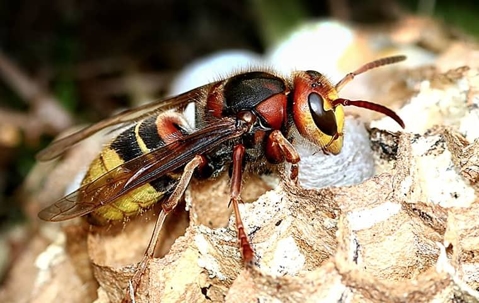 Hornet on its nest.