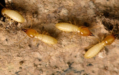 Termite infested home.