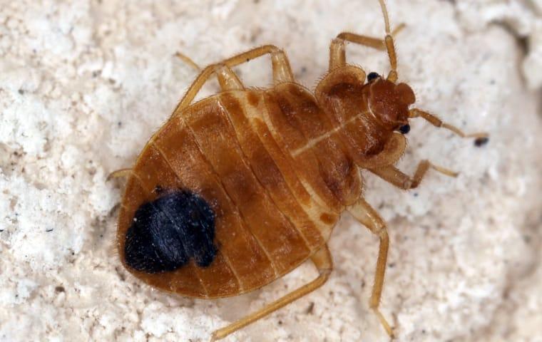 Bed Bug crawling on a rock.