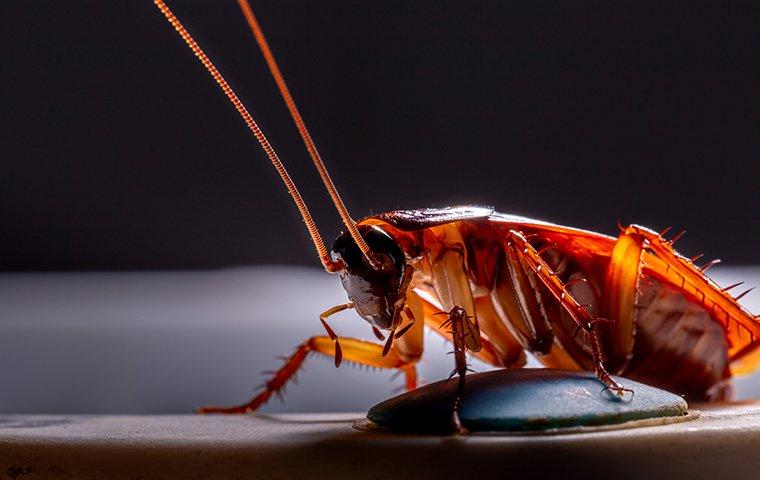 cockroach on kitchen table