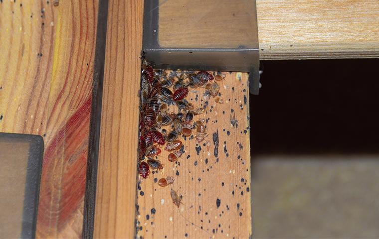 bed bug in headboard