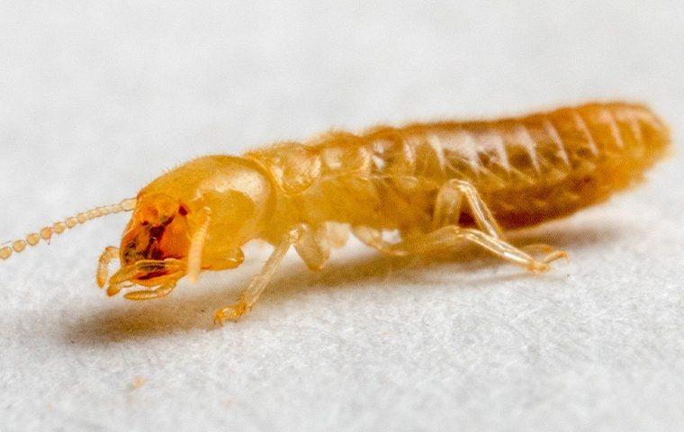 Termite crawling on the floor.