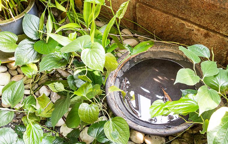 standing water in a garden