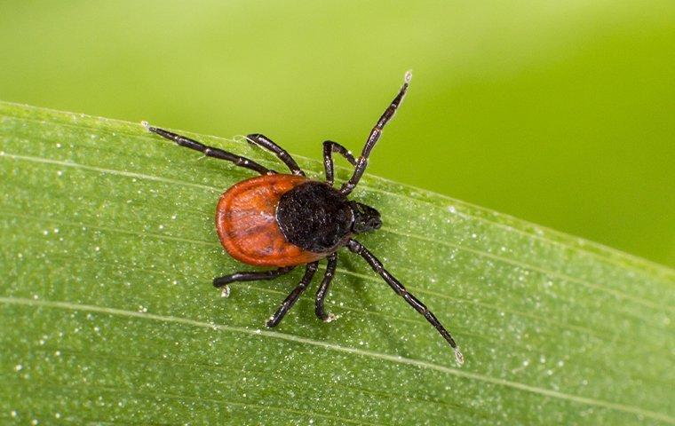 tick on plant