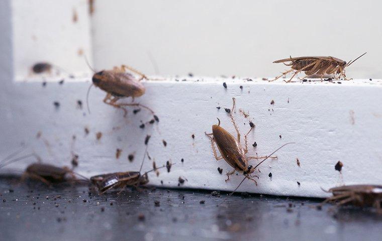Cockroach infested baseboard.
