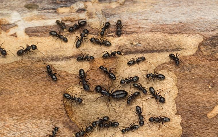 ants on wood