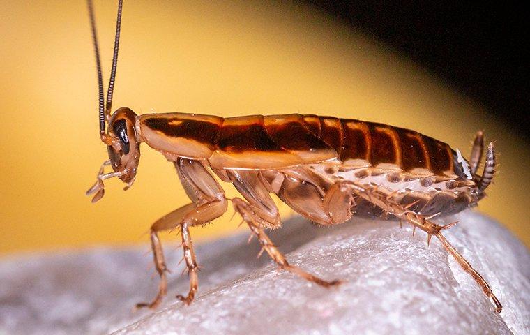 german cockroach on salt