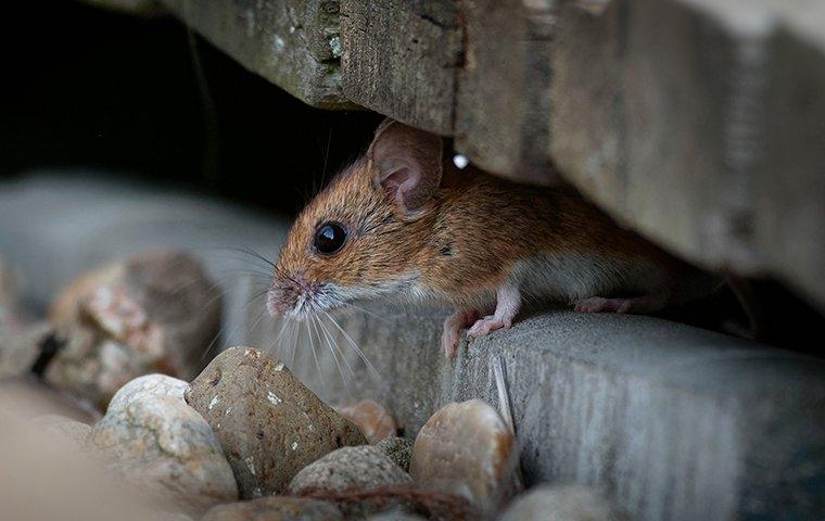 House mouse hiding under a shed.