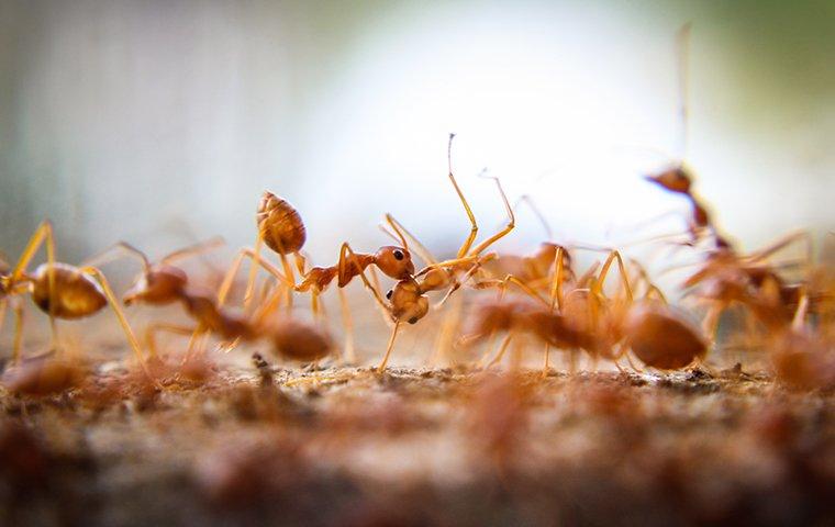 fire ant in yard