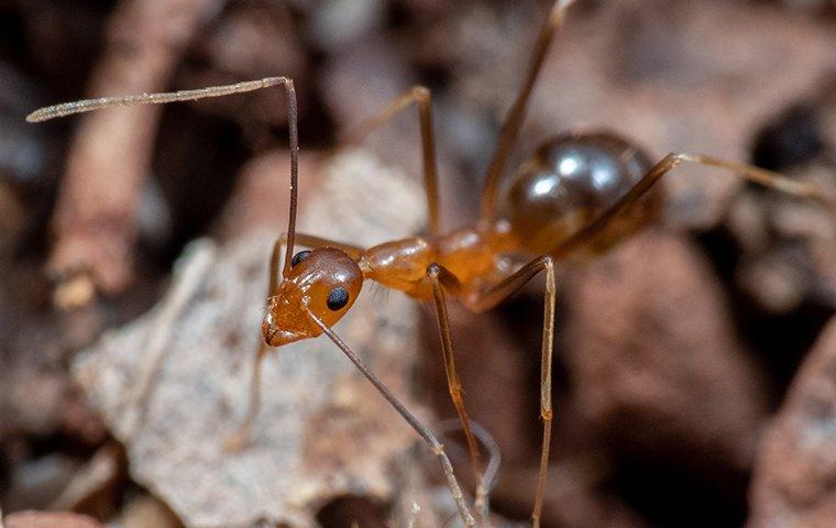 Crazy Ant crawling on the ground.