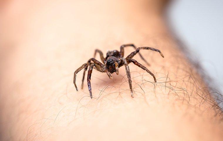 Spider crawling on someone's arm.