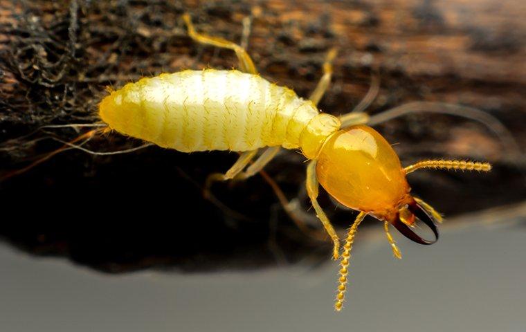 Termite on wood.