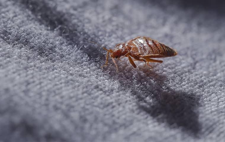 bed bug on blanket