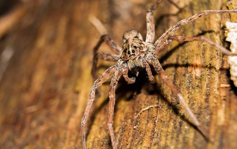 Wolf Spider crawling on a tree bark.