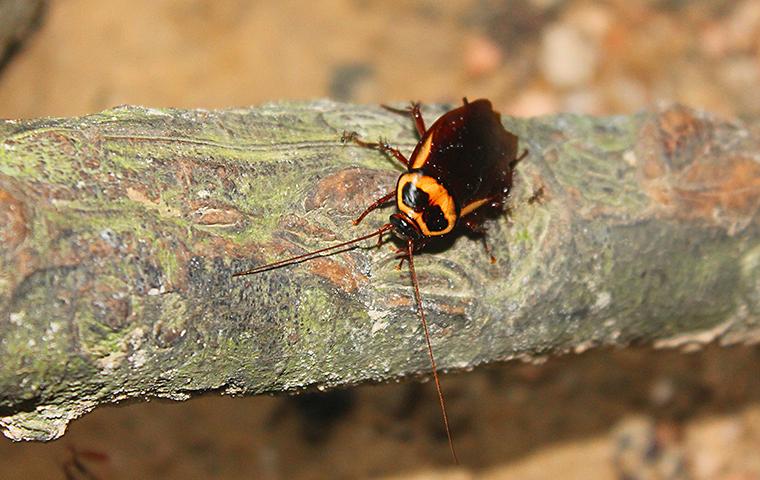 cockroach on house plant