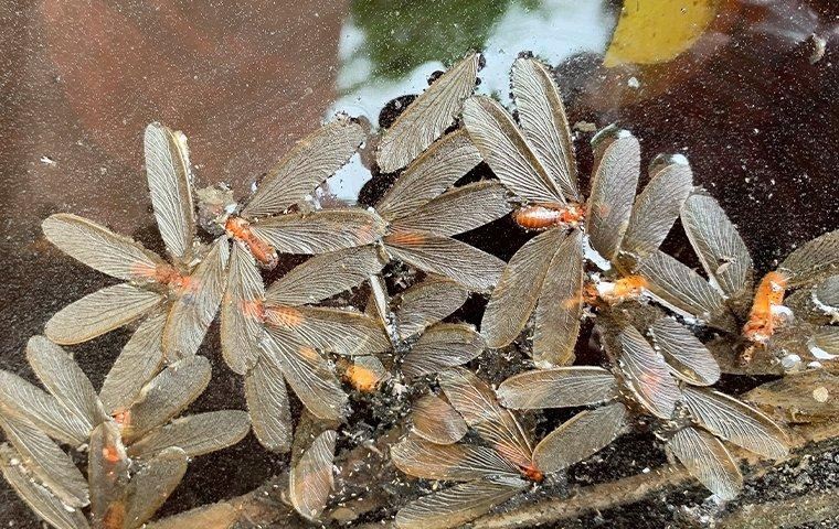 termites in water