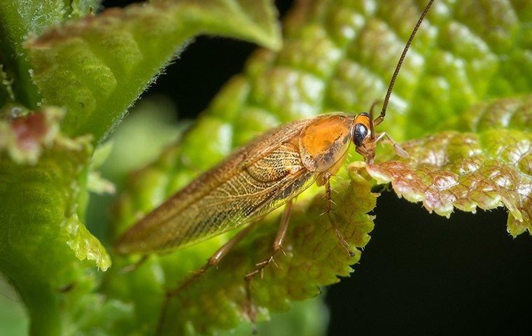 wood cockroach